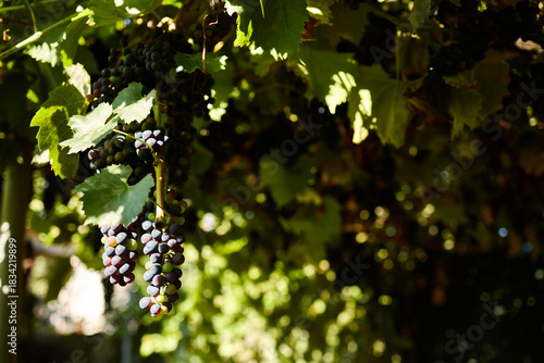 Vines are heavy with clusters of ripe grapes, glistening in the sunlight. The vineyard is full of green leaves, creating a vibrant atmosphere in the fresh air.