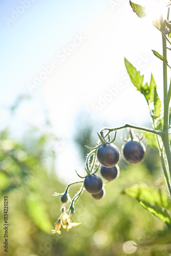 Black tomatoes hang from a green vine in a vibrant garden filled with greenery. The sunlight enhances their dark color, showcasing healthy growth in the afternoon.