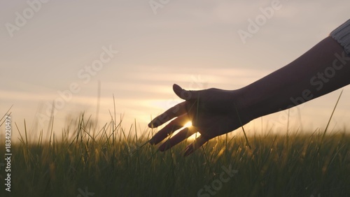 farmer holds hand over wheat at sunset, farming, green wheat field, growing crops on plantation, food production business, growing wheat on fertilized soil, rural working man farm, agricultural rural