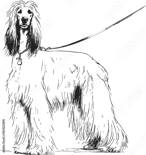 Afghan Hound sketch hand drawn standing on leash elegant long silky coat. Vector illustration