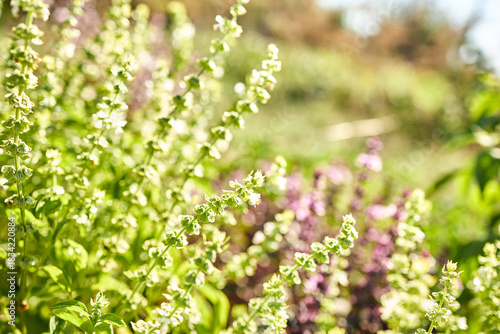 A close view of blooming basil plants in a garden filled with greenery and colorful flowers. Bright sunlight illuminates the fresh leaves and delicate white blossoms in a peaceful setting.
