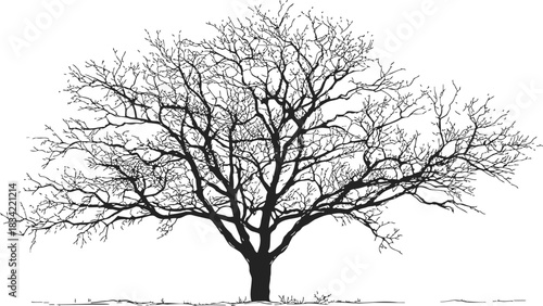 Bare tree sketch hand drawn silhouette with detailed branches on white. Vector illustration