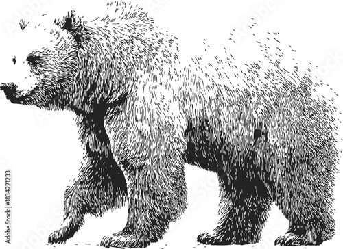 Bear sketch hand drawn style with textured fur and dynamic fading effect. Vector illustration