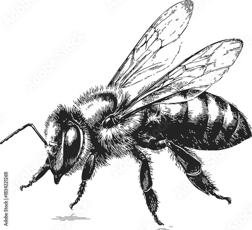 Bee sketch hand drawn detailed insect with wings and stripes. Vector illustration