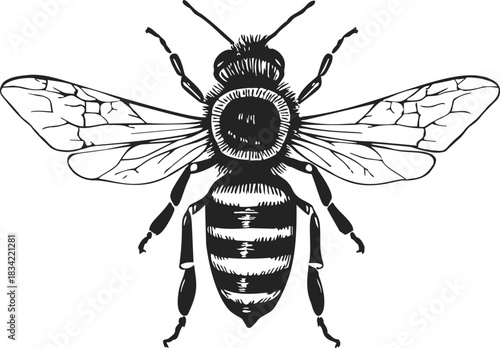 Bee sketch hand drawn detailed insect with wings and striped body. Vector illustration