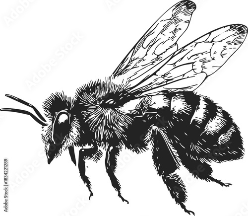 Bee sketch hand drawn detailed insect with wings and furry body. Vector illustration