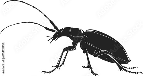 Beetle sketch hand drawn black silhouette with detailed legs and antennae. Vector illustration