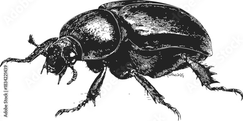 Beetle sketch hand drawn detailed black and white insect side view. Vector illustration
