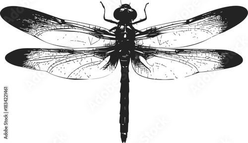 Dragonfly sketch hand drawn detailed insect with outstretched wings. Vector illustration