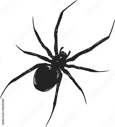 Black spider sketch hand drawn isolated on white background. Vector illustration