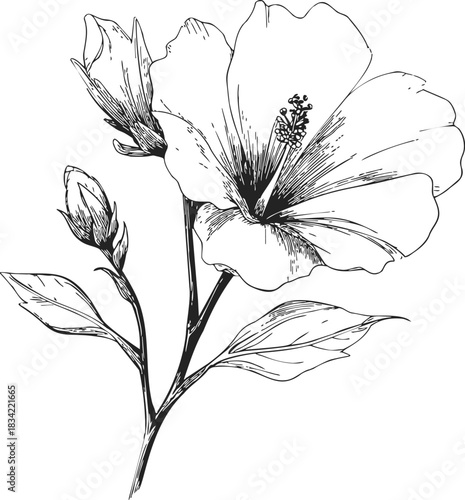 Hibiscus flower sketch hand drawn with buds and leaves. Vector illustration