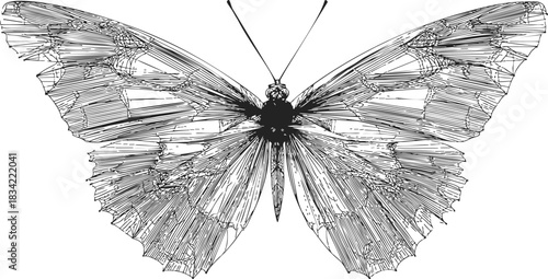 Butterfly sketch hand drawn detailed symmetrical wings black and white. Vector illustration