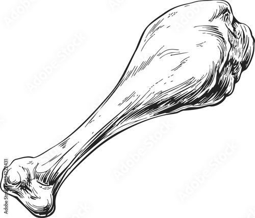 Femur bone sketch hand drawn anatomical illustration, detailed human thigh bone. Vector illustration