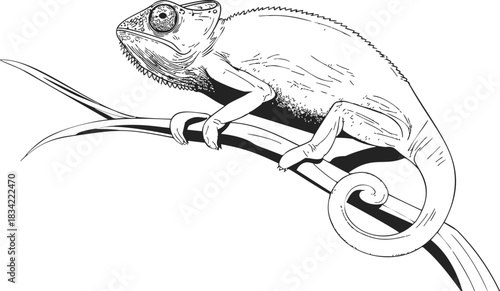 Chameleon sketch hand drawn on branch, detailed reptile line art. Vector illustration