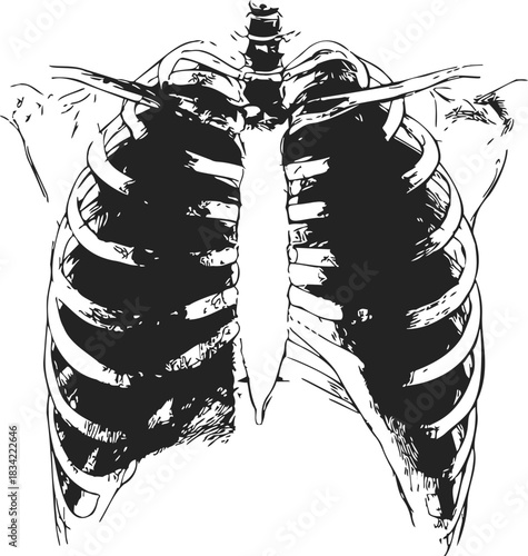 Rib cage sketch hand drawn anatomical chest bones front view. Vector illustration