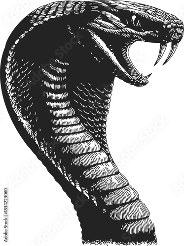 Cobra snake sketch, hand drawn vector, aggressive open mouth, detailed scales. Vector illustration