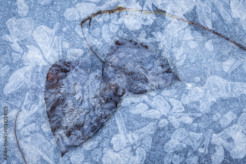 Dark Leaf Encased in Textured Winter Ice