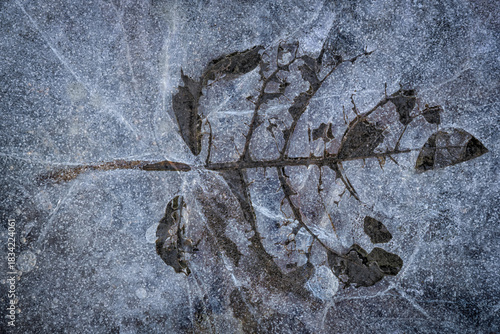 Dark Leaf Encased in Textured Winter Ice