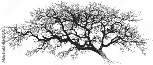 Bare tree silhouette sketch, hand drawn with intricate leafless branches. Vector illustration
