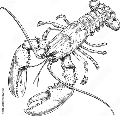 Lobster sketch hand drawn detailed crustacean with claws and antennae. Vector illustration