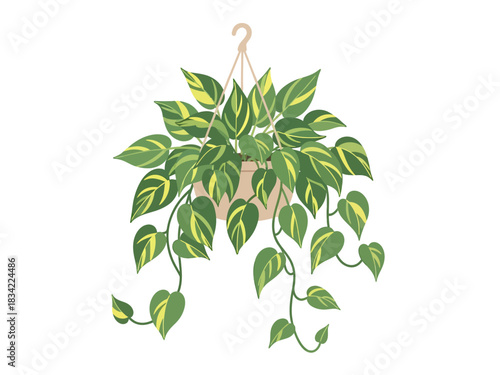 Hand drawn hanging Pothos plant in pot vector illustration