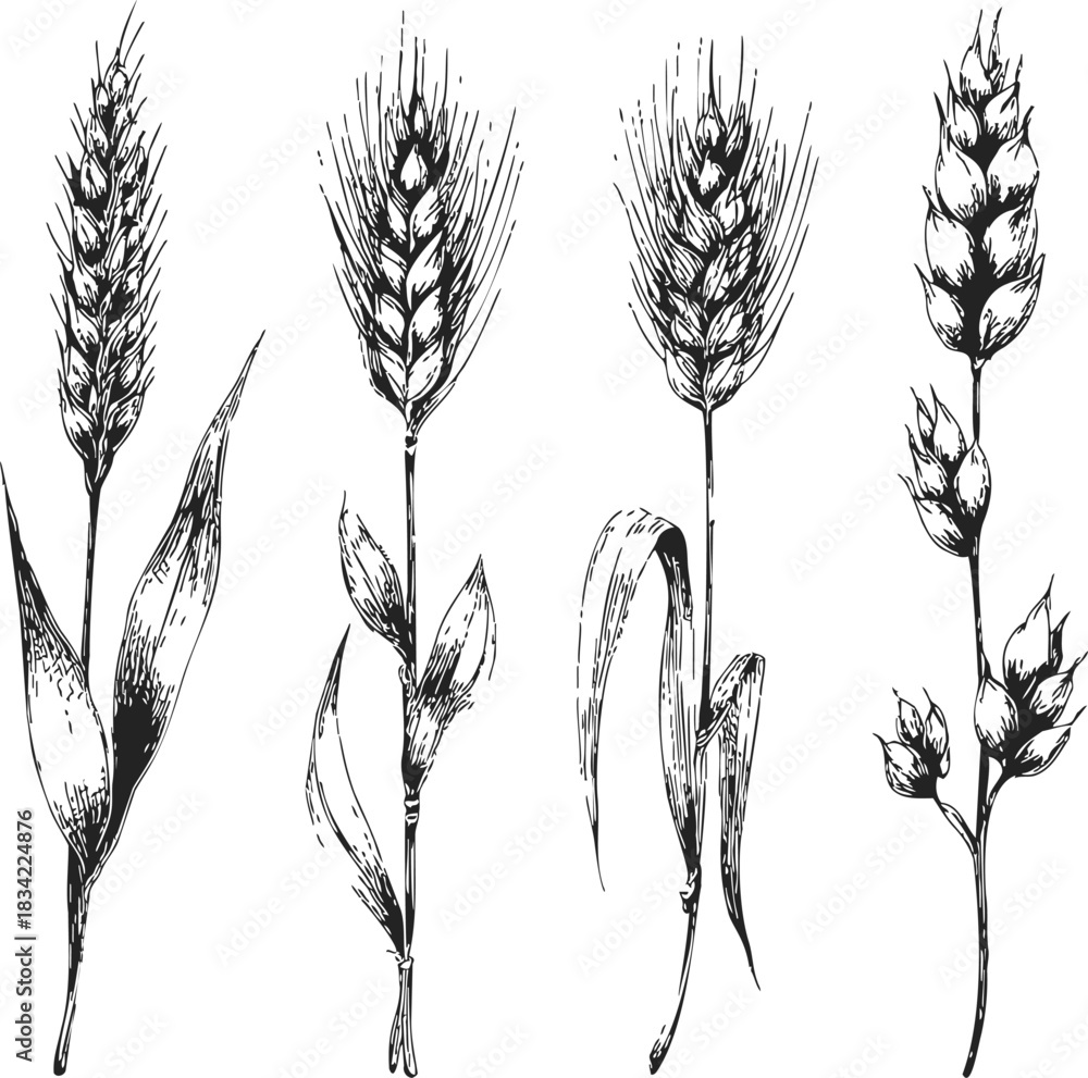 Fototapeta premium Wheat ears sketch hand drawn botanical set with leaves and stems. Vector illustration