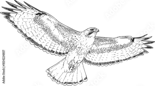 Hawk flying wings spread sketch, hand drawn detailed bird of prey. Vector illustration