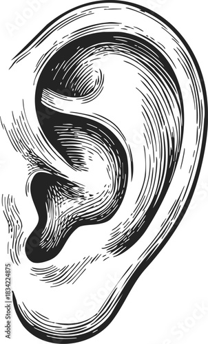 Human ear sketch, hand drawn line art detailed anatomical illustration. Vector illustration