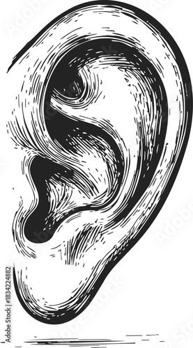 Ear sketch hand drawn detailed human ear anatomy with textured lines. Vector illustration