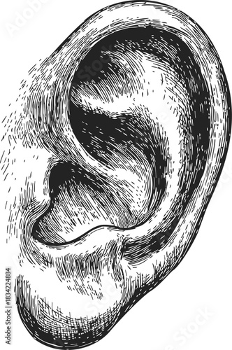 Ear sketch hand drawn detailed human anatomy with textured shading. Vector illustration