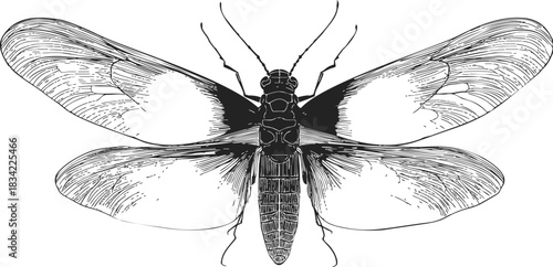 Insect hand drawn sketch, detailed wings and body anatomy, top view. Vector illustration