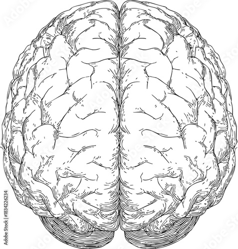 Human brain top view sketch, hand drawn detailed cerebral cortex anatomy. Vector illustration