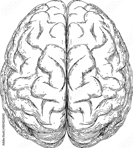 Human brain sketch, hand drawn top view with detailed gyri and sulci. Vector illustration