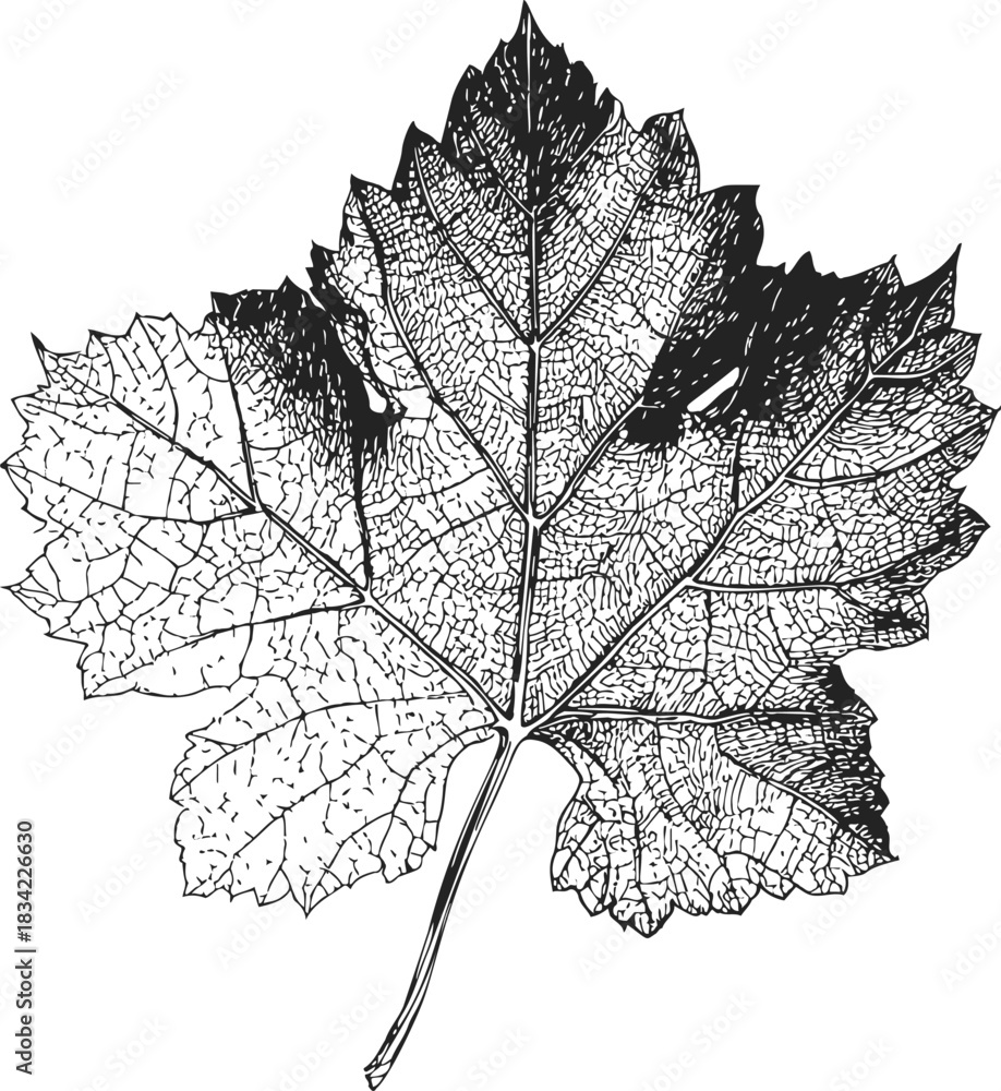 Naklejka premium Grape leaf sketch, hand drawn botanical illustration with detailed veins and serrated edges. Vector illustration