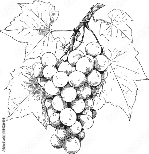 Grape cluster sketch hand drawn with leaves and stem detail. Vector illustration