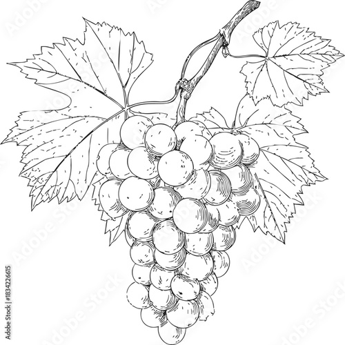 Grape bunch sketch hand drawn with leaves and stem. Vector illustration