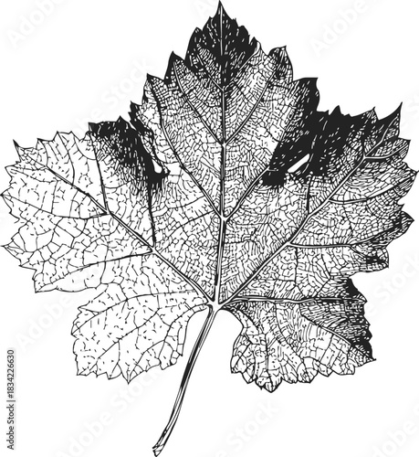 Grape leaf sketch, hand drawn botanical illustration with detailed veins and serrated edges. Vector illustration