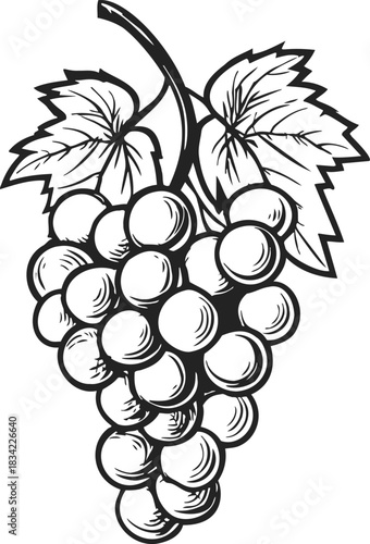 Grape cluster sketch hand drawn with leaves and stem. Vector illustration