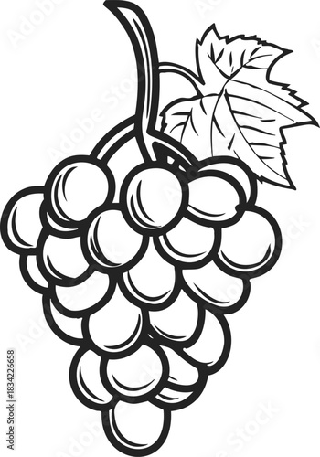 Grape bunch sketch hand drawn with leaf and stem. Vector illustration