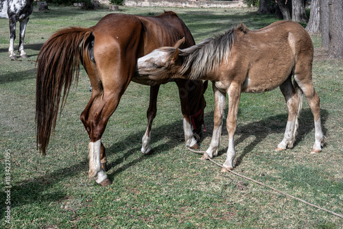 Foal suckling in the field in Villa Giardino, Córdoba