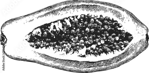 Papaya fruit hand drawn sketch, detailed half with seeds, black and white. Vector illustration