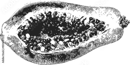 Papaya hand drawn sketch, detailed half fruit with seeds, botanical style. Vector illustration