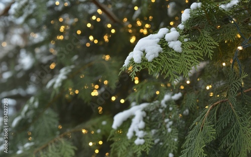 Snow-Dusted Christmas Tree Branches with Sparkling Lights