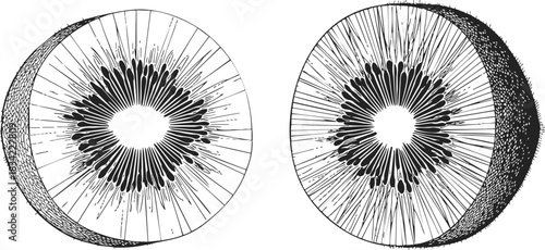 Kiwi fruit halves sketch hand drawn cross section detailed seeds texture. Vector illustration