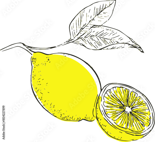 Lemon with leaves and half lemon sketch, hand drawn citrus fruit. Vector illustration