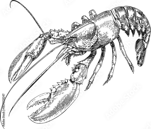 Lobster sketch hand drawn detailed crustacean with claws and antennae. Vector illustration