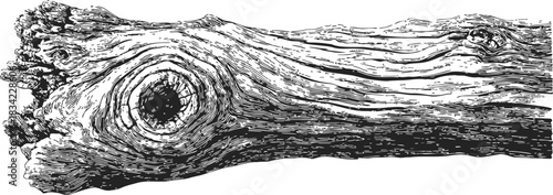 Tree log sketch, hand drawn wood texture with detailed grain and knots. Vector illustration
