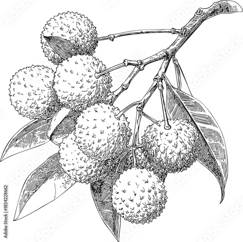 Lychee branch sketch, hand drawn style with detailed leaves and textured fruit. Vector illustration