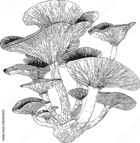 Oyster mushrooms sketch hand drawn cluster with detailed gills and stems. Vector illustration