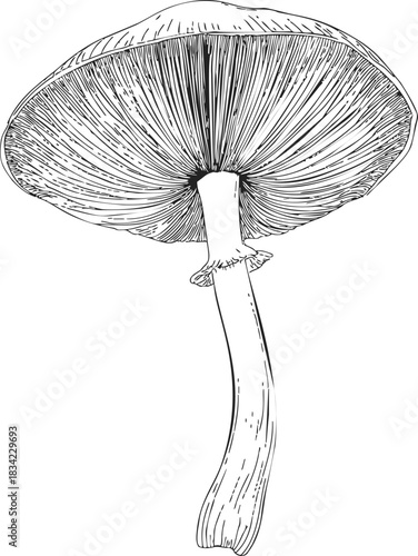 Mushroom sketch hand drawn detailed gills and stem botanical style. Vector illustration